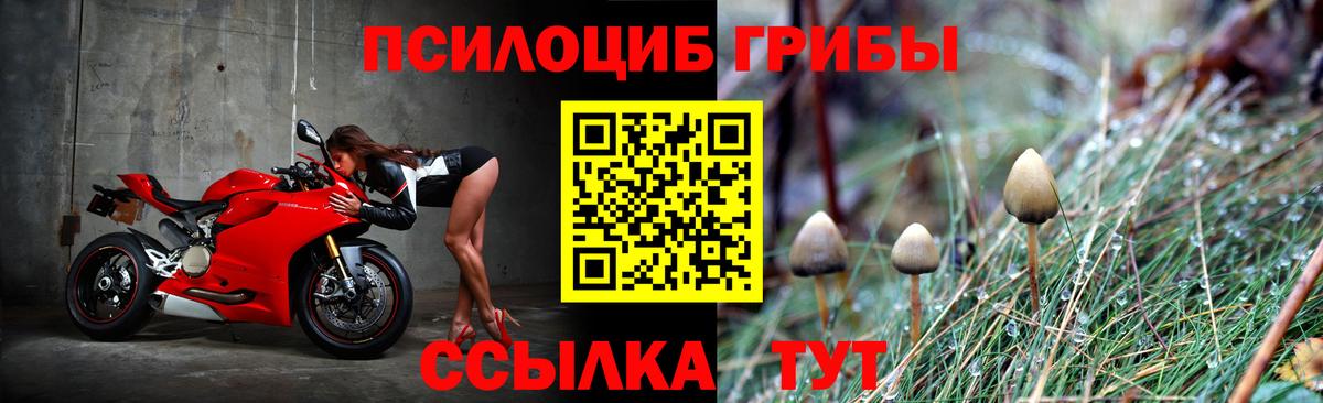 Псилоцибиновые грибы Psilocybe Ступино